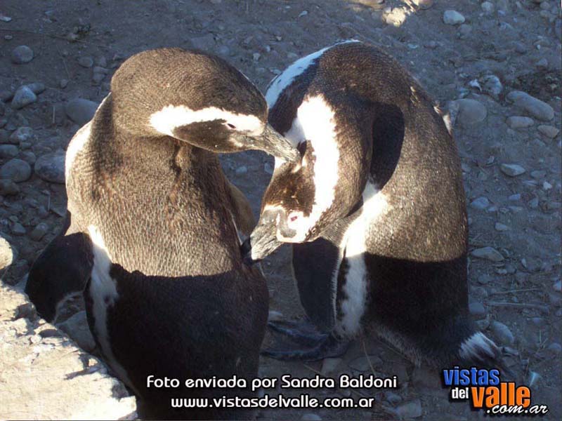 Sandra Baldoni - Cabo dos Bahias