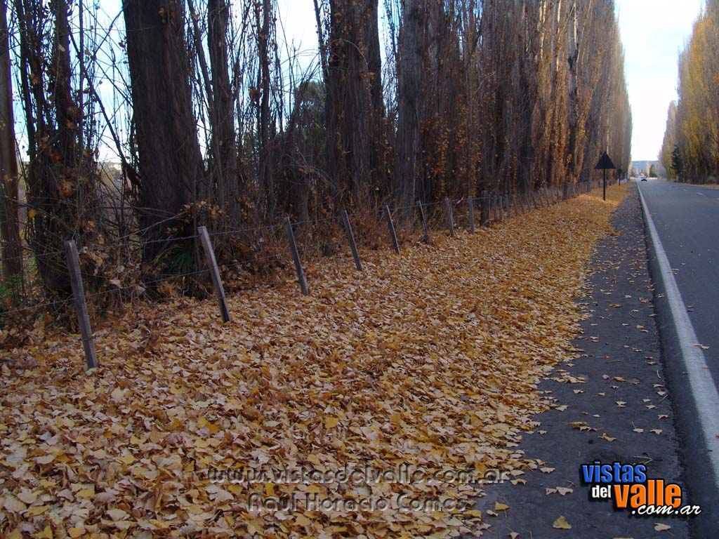 Zona rural de Trelew en otoño