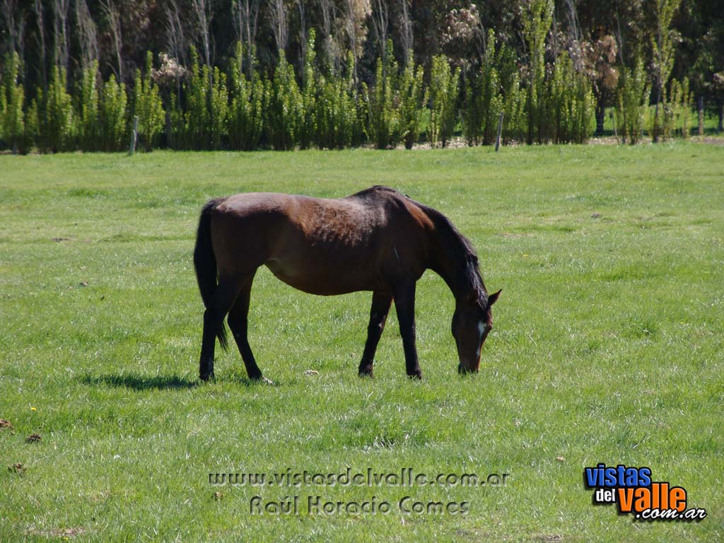 Zona rural en Trelew