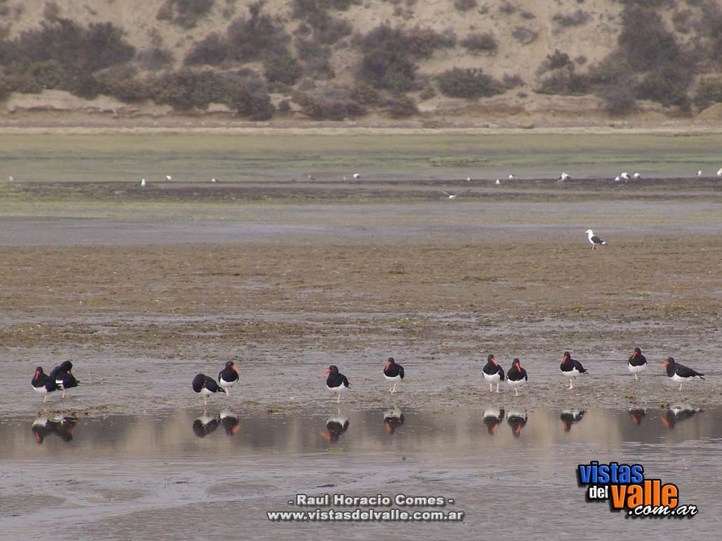 Isla de los Pajaros - 29